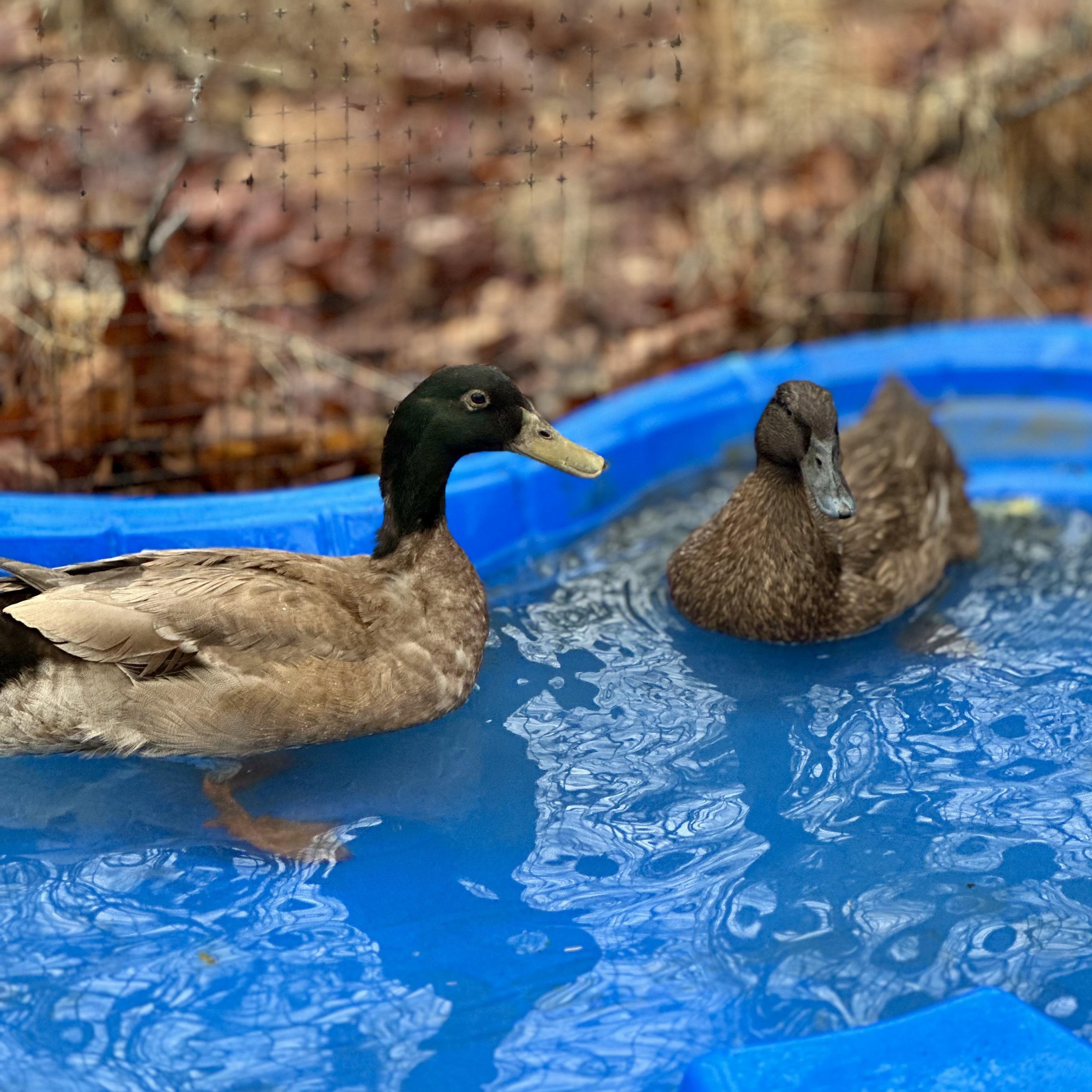 Chip & Cherry, ADOPTABLE, Young Male Duck.