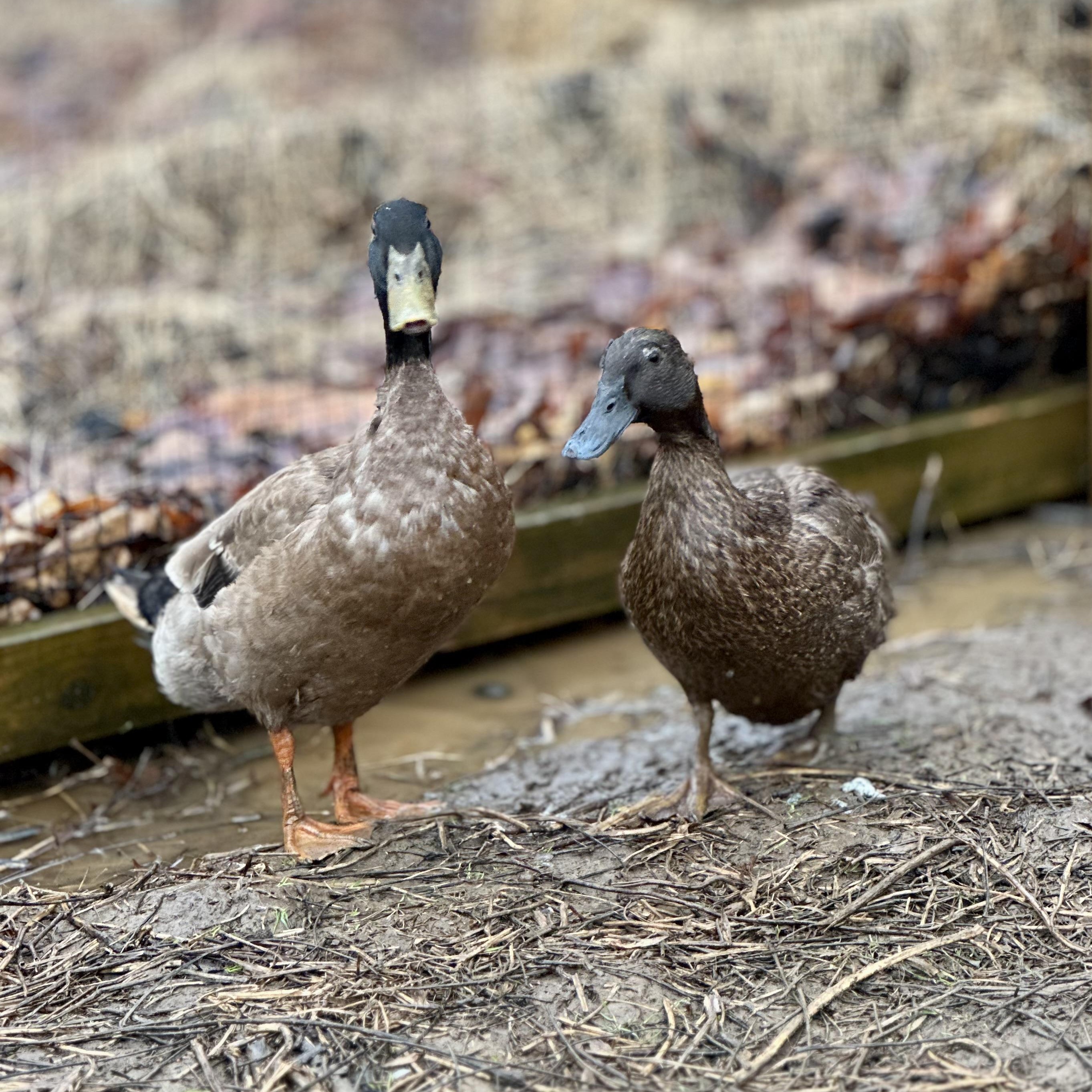 Enlarge Chip & Cherry, a ADOPTABLE Duck in Lincoln University, PA image 2/2