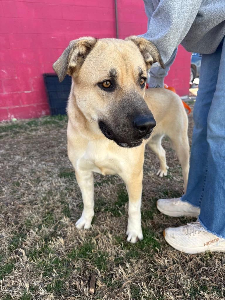 Pretty Girl, a Adoptable Labrador Retriever in Ada, OK image 1/3