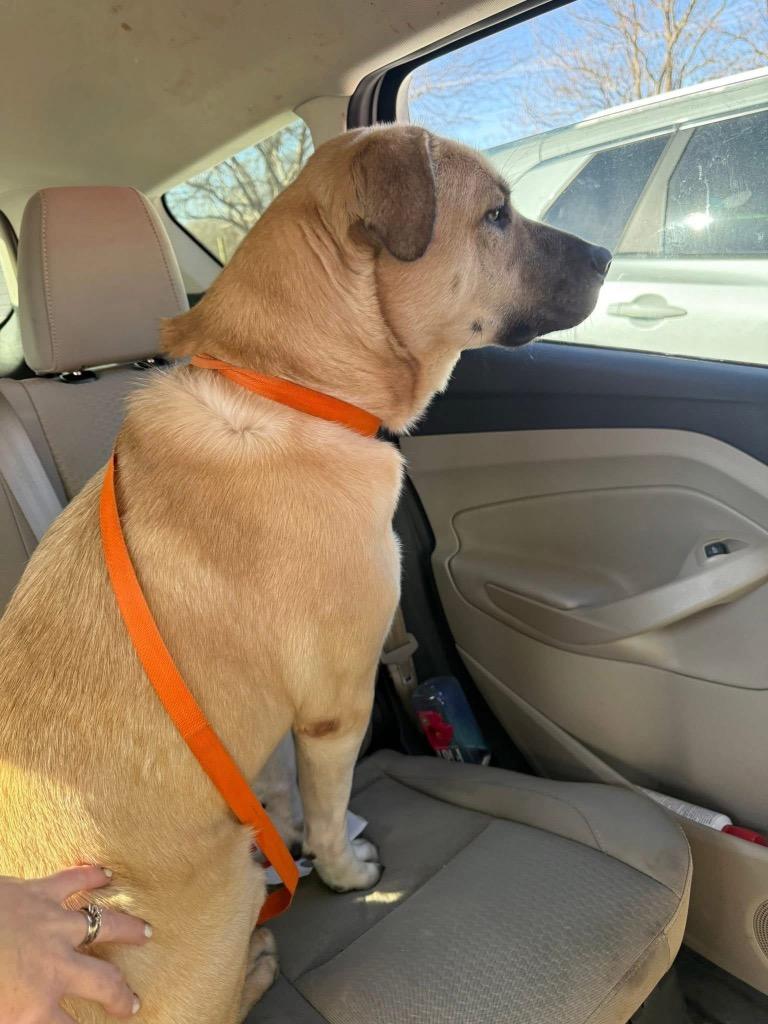 Pretty Girl, a Adoptable Labrador Retriever in Ada, OK image 2/3