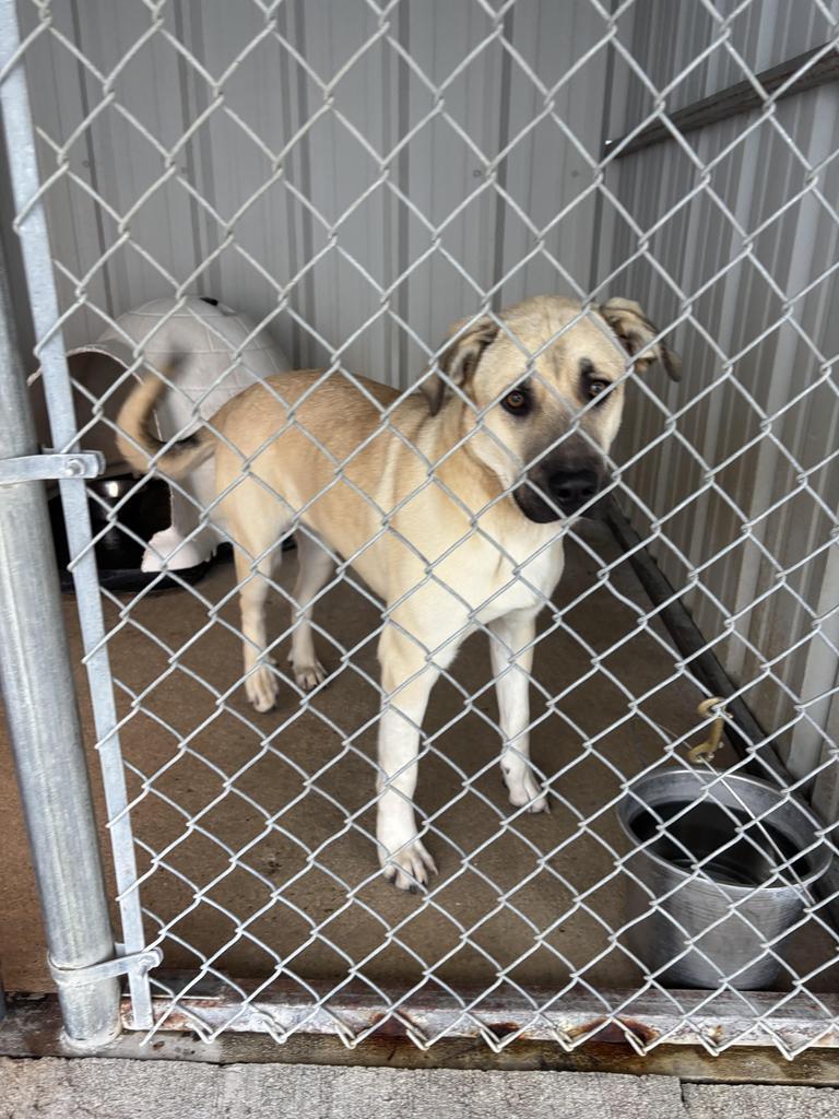 Pretty Girl, a Adoptable Labrador Retriever in Ada, OK image 3/3