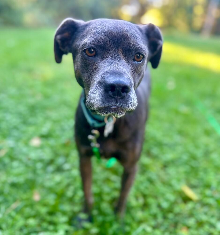 Andy, a Adopted mixed breed in Boston, MA image 2/6