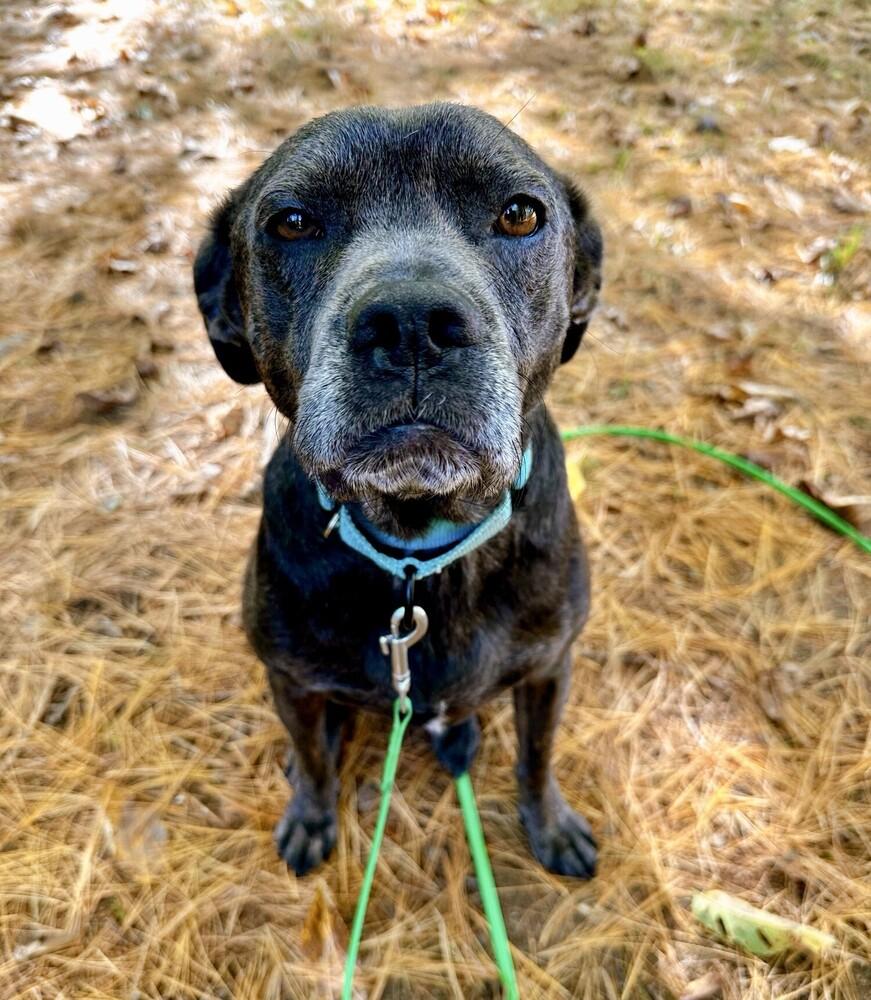 Andy, a Adopted mixed breed in Boston, MA image 3/6