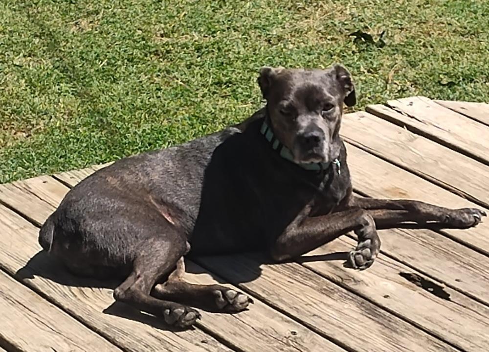 Andy, a Adopted mixed breed in Boston, MA image 4/6