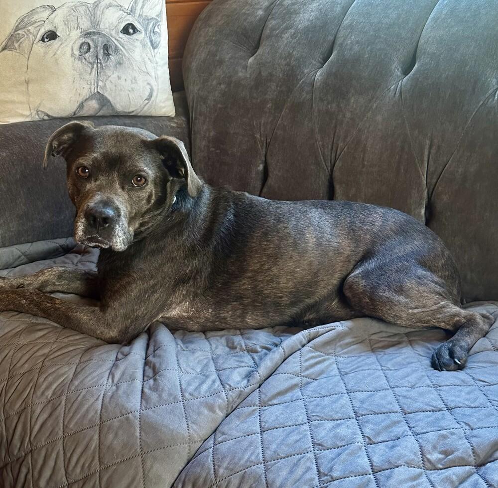 Andy, a Adopted mixed breed in Boston, MA image 5/6