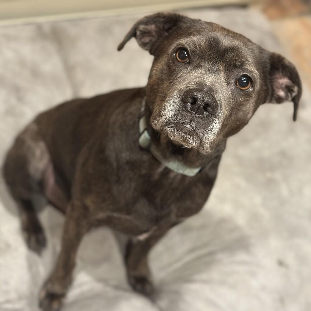 Andy, a Adopted mixed breed in Boston, MA image 6/6