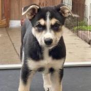 Ivy, Adoptable, Puppy Female Cattle Dog & Shepherd.