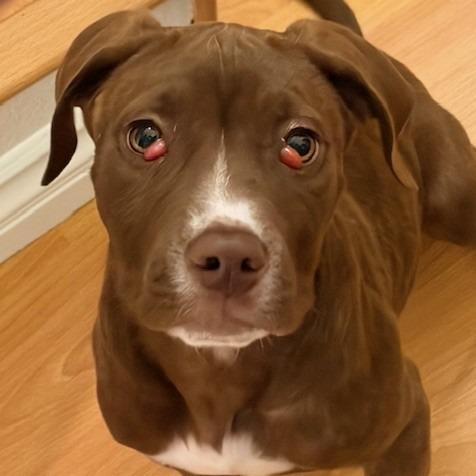 Holmes, Adoptable, Puppy Male Pit Bull Terrier.