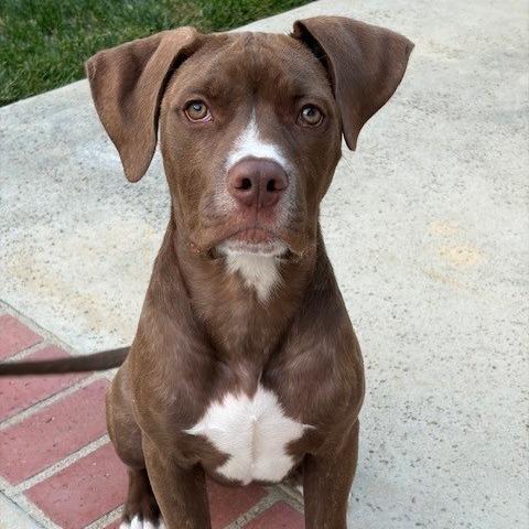 Holmes, Adoptable, Young Male Pit Bull Terrier.