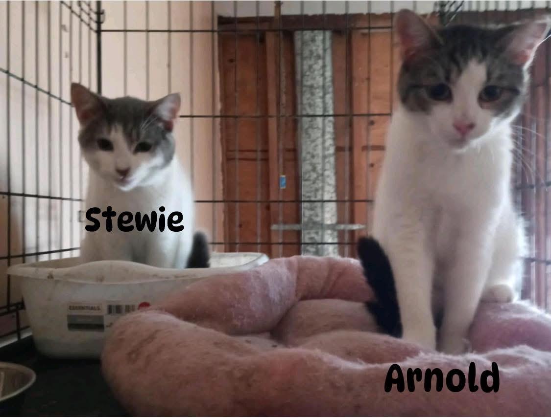Arnold & Stewie, Adoptable, Young Male Domestic Short Hair.