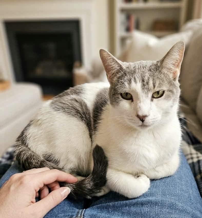 Stewie (Arnie adopted), a Adoptable Domestic Short Hair in staten island, NY image 3/3