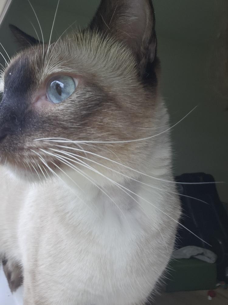 Enlarge Sushi, a Adopted mixed breed in Austin, TX image 2/5