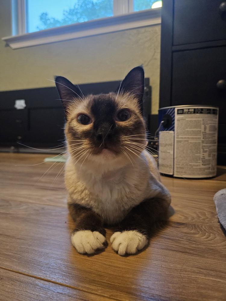 Enlarge Sushi, a Adopted mixed breed in Austin, TX image 3/5
