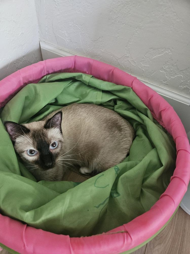 Enlarge Sushi, a Adopted mixed breed in Austin, TX image 4/5