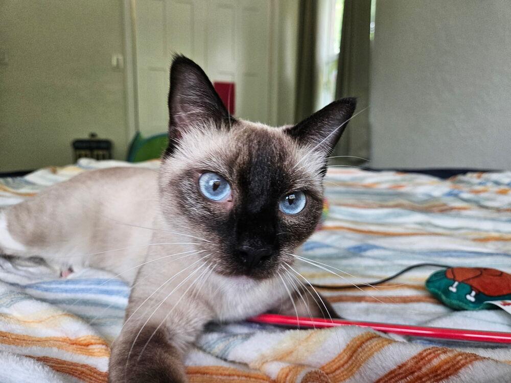 Sushi, a Adopted mixed breed in Austin, TX image 3/6