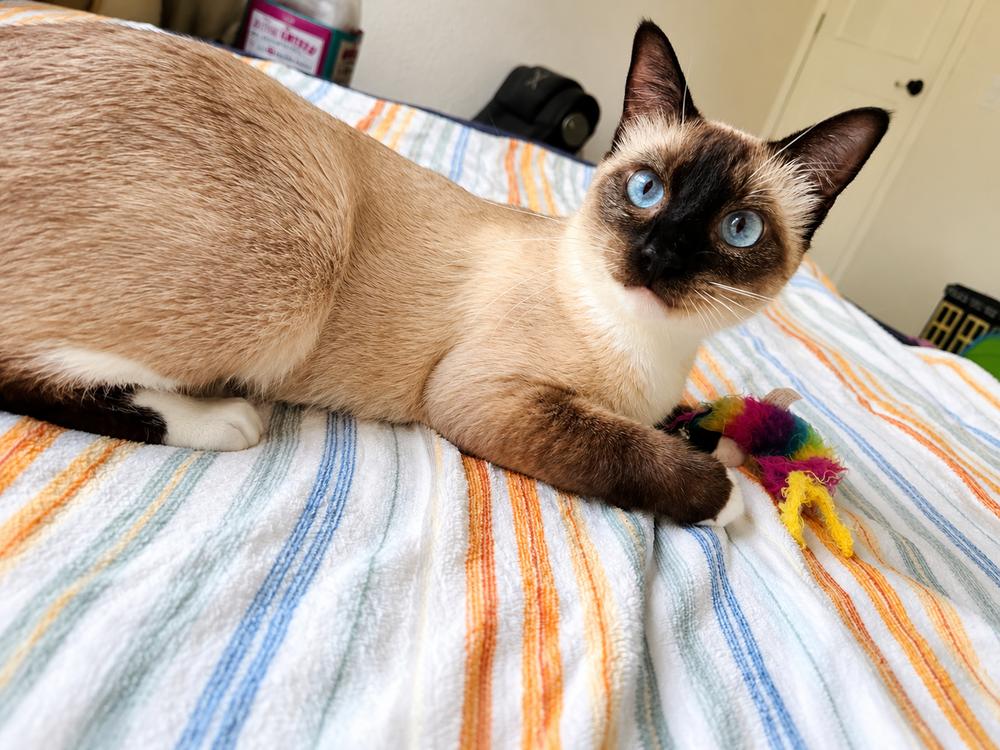 Sushi, a Adopted mixed breed in Austin, TX image 4/6