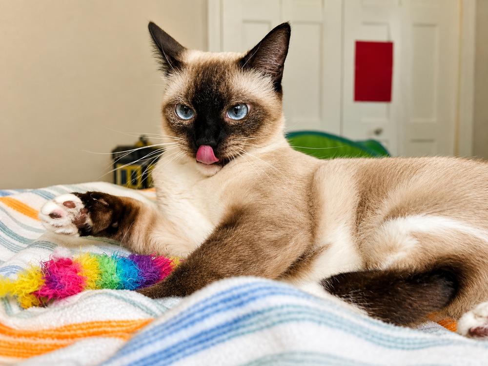 Sushi, a Adopted mixed breed in Austin, TX image 5/6