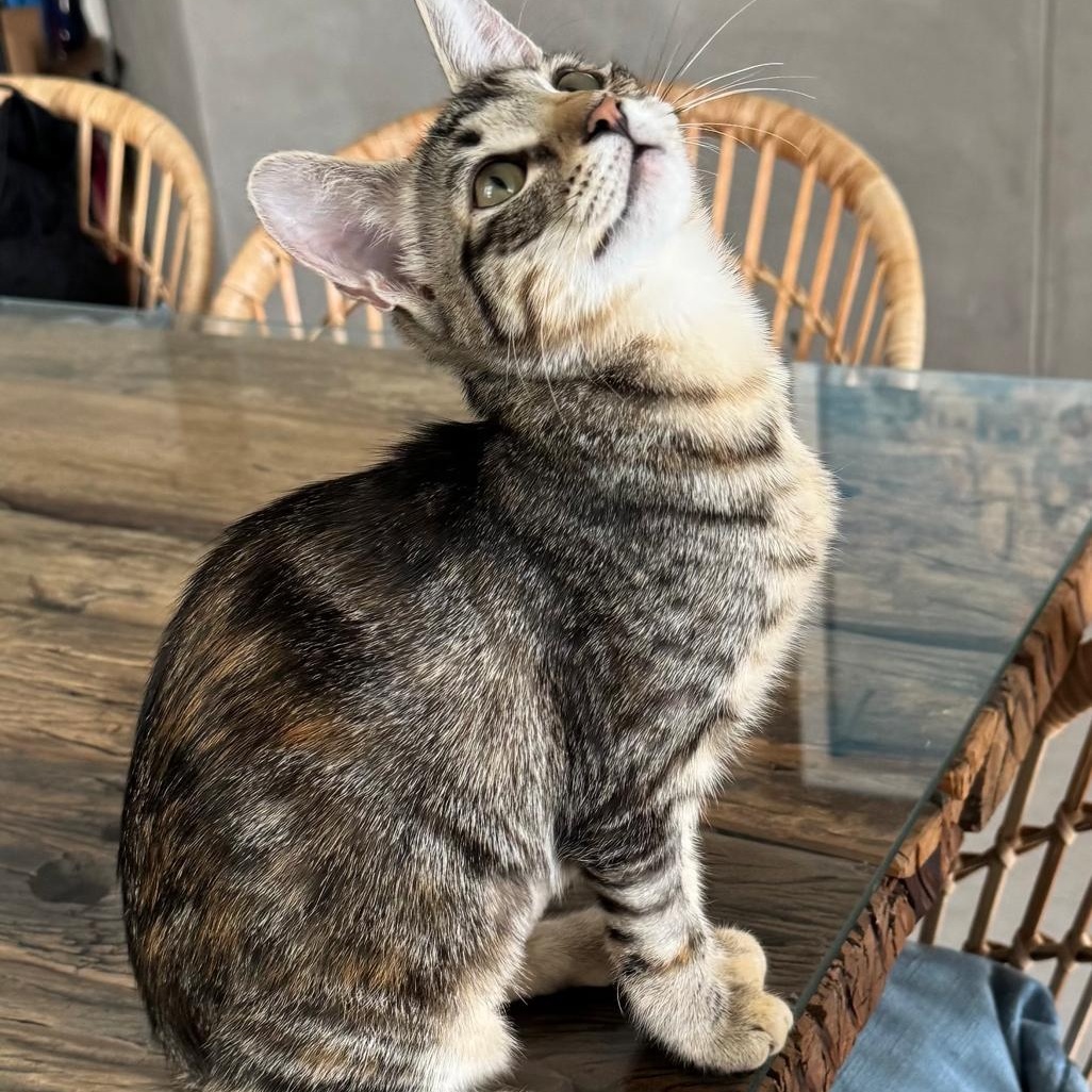 Enlarge TORI, a Adoptable Domestic Short Hair in East Boston, MA image 1/6