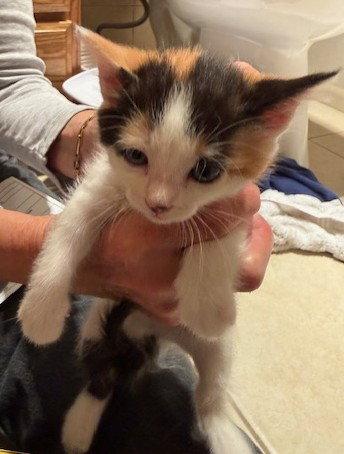 Fern, Adopted, Kitten Female Domestic Short Hair & Calico.