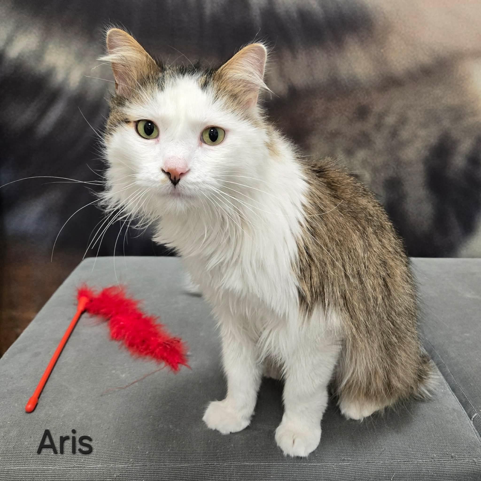 Enlarge Aris, a ADOPTABLE Domestic Long Hair in Sedalia, MO image 2/5