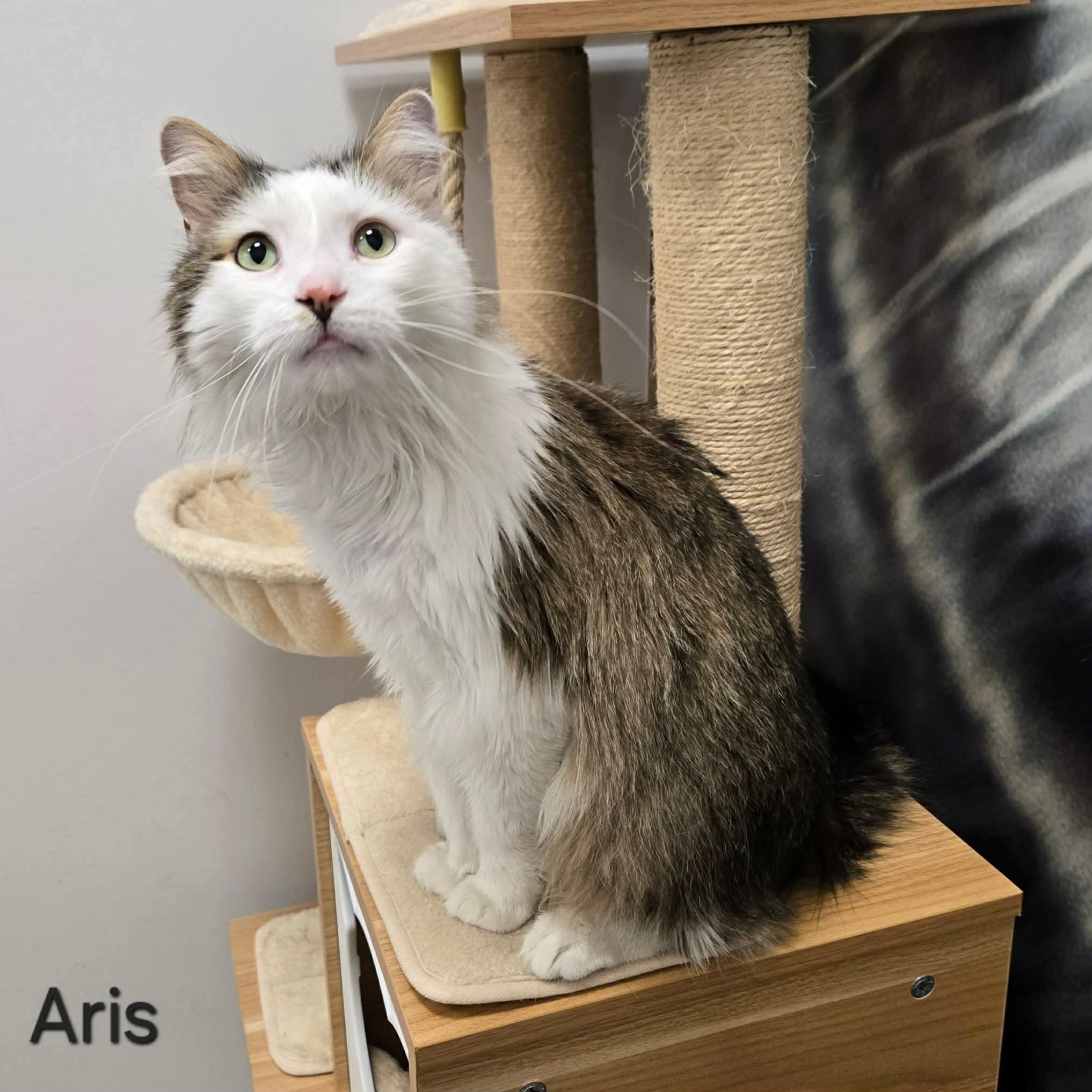Enlarge Aris, a ADOPTABLE Domestic Long Hair in Sedalia, MO image 1/5