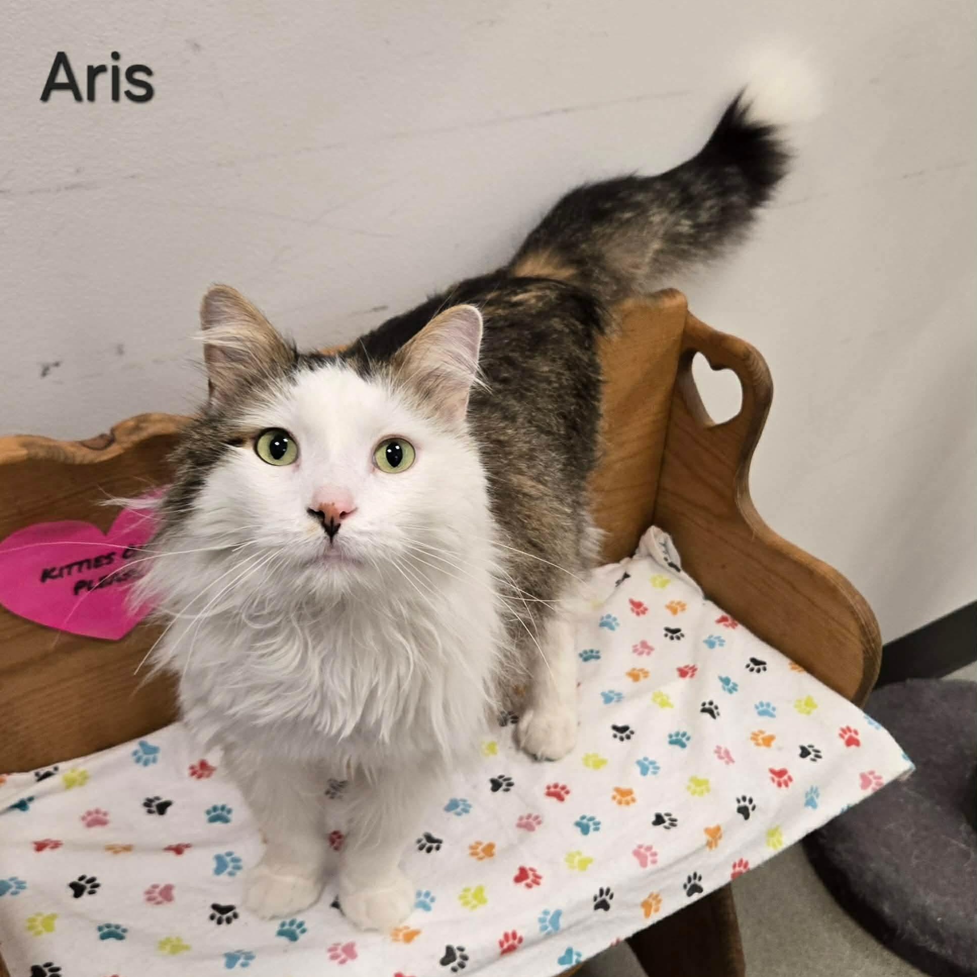 Enlarge Aris, a ADOPTABLE Domestic Long Hair in Sedalia, MO image 5/5