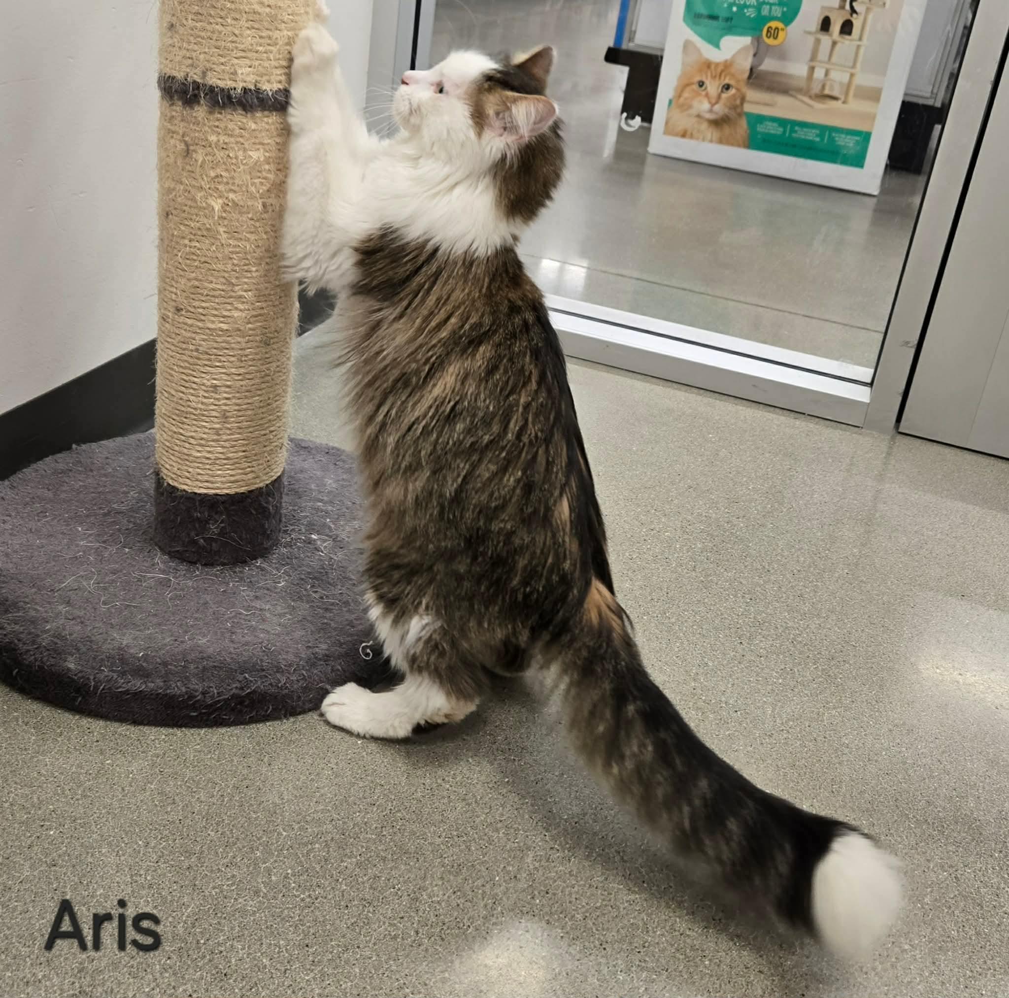 Enlarge Aris, a ADOPTABLE Domestic Long Hair in Sedalia, MO image 4/5