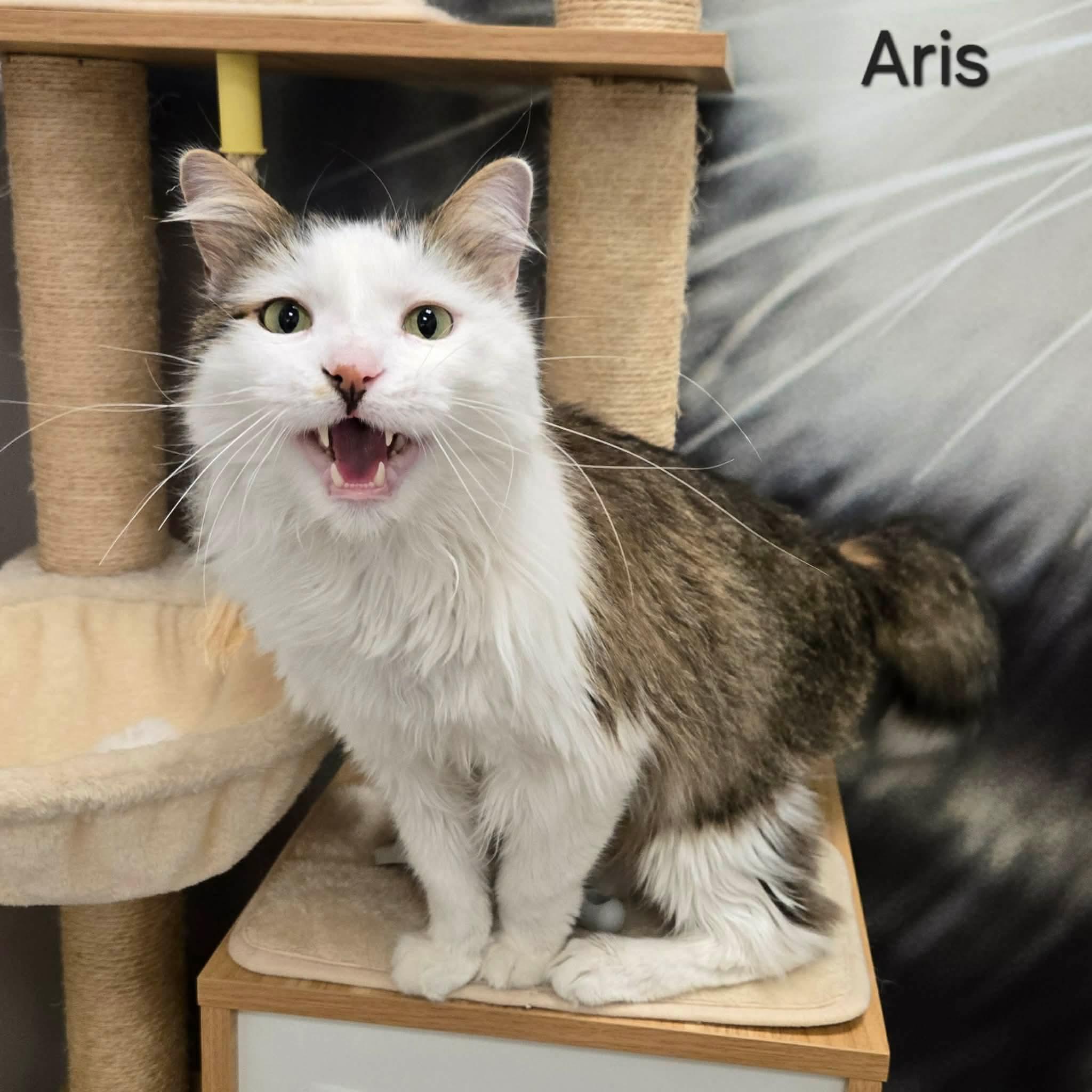 Enlarge Aris, a ADOPTABLE Domestic Long Hair in Sedalia, MO image 3/5