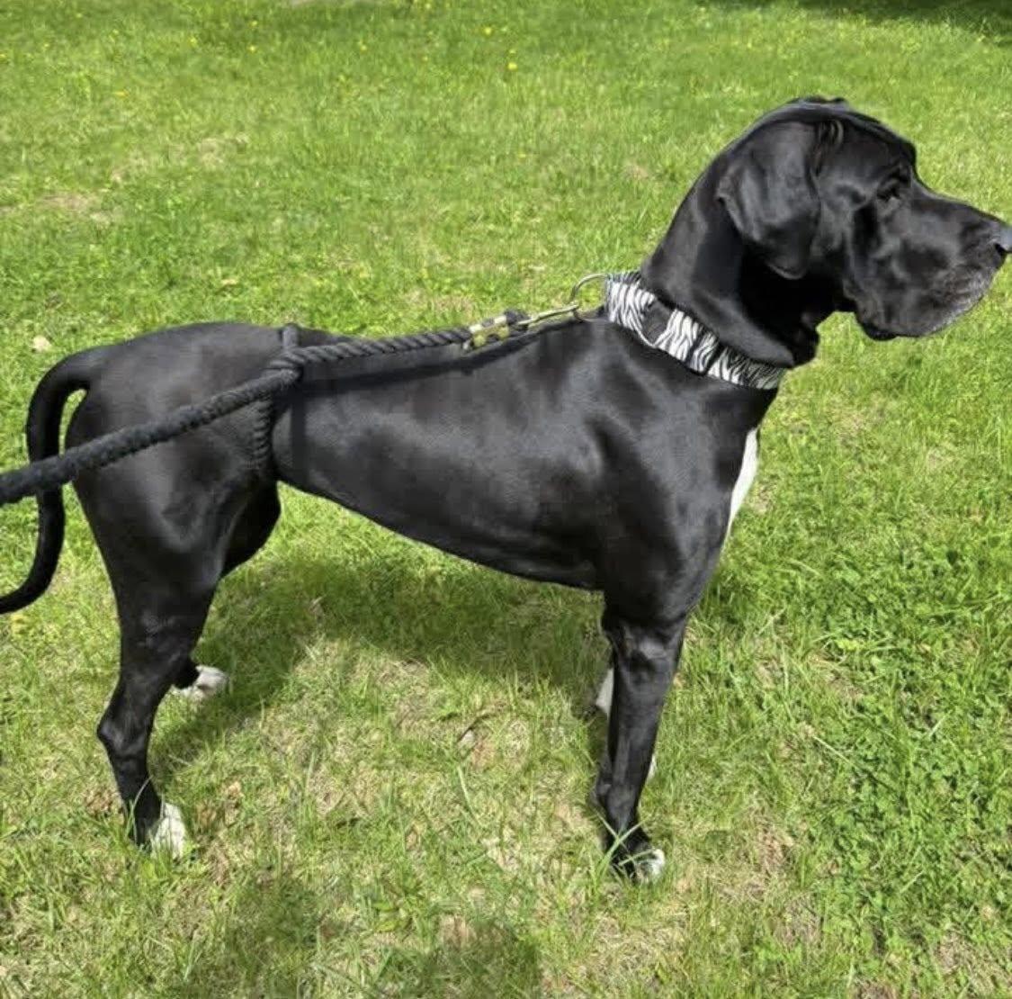 Enlarge Sam, a ADOPTABLE Great Dane in Westville, IN image 3/3