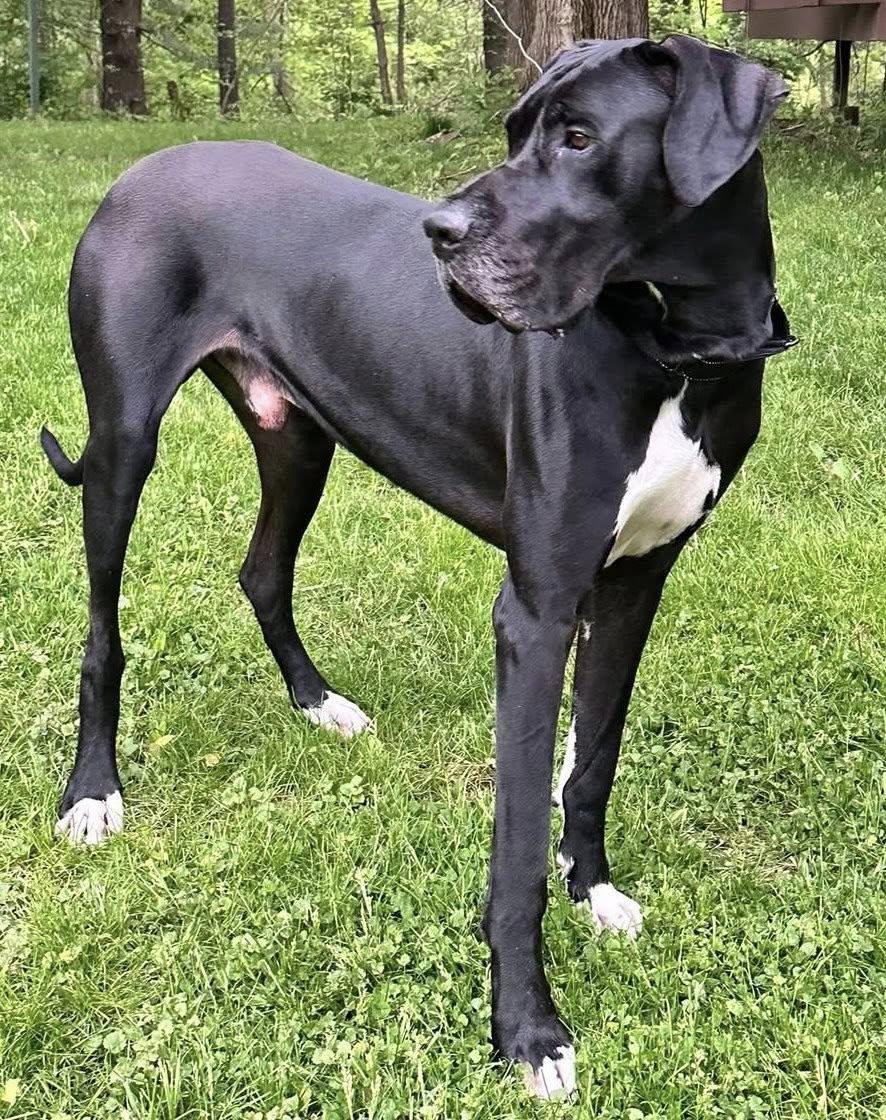 Enlarge Sam, a ADOPTABLE Great Dane in Westville, IN image 2/3