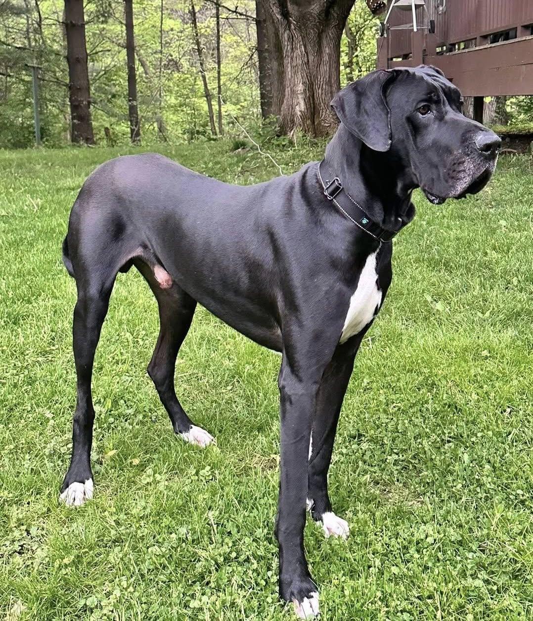 Sam, ADOPTABLE, Adult Male Great Dane.