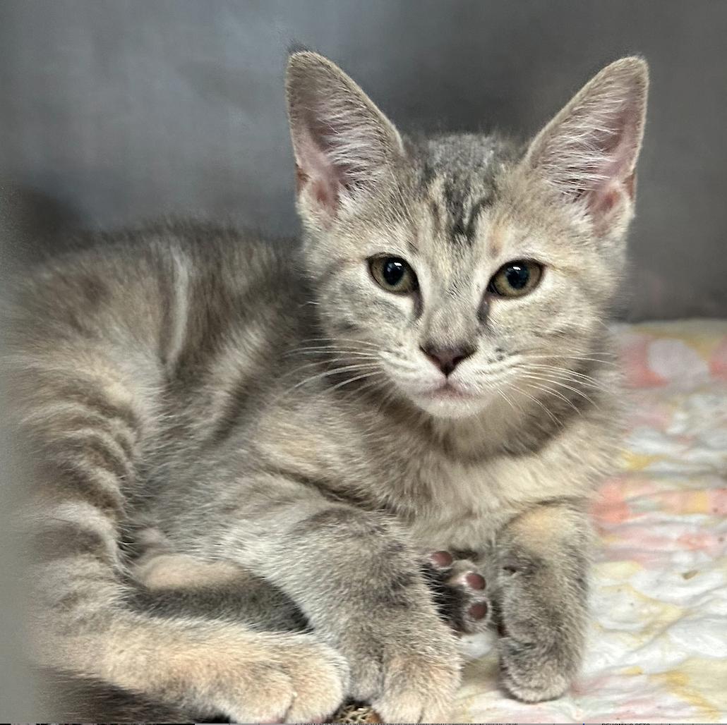 Sumac, Adopted, Kitten Female Domestic Short Hair.