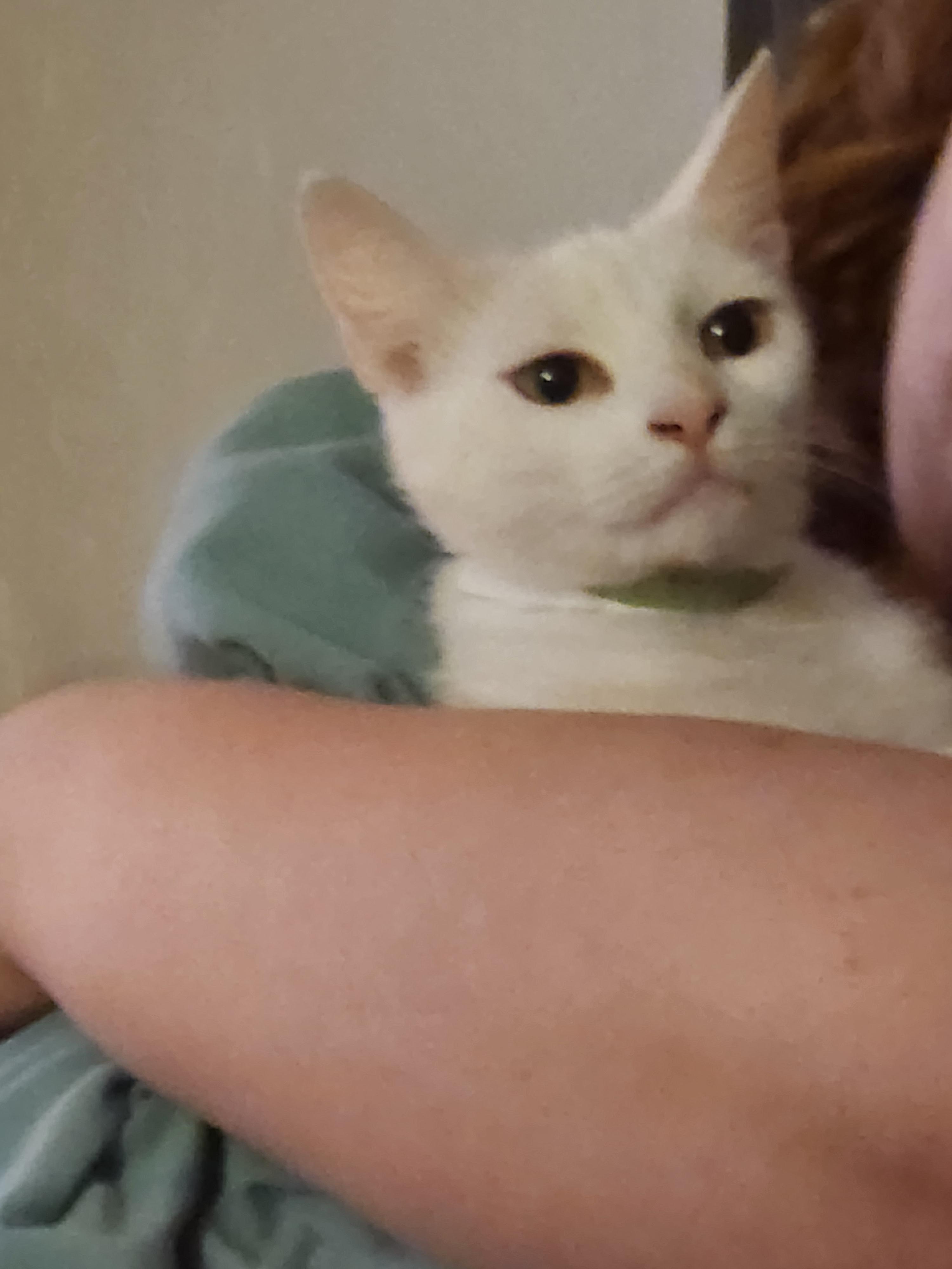 Enlarge Astra, a ADOPTABLE Domestic Short Hair in Mount Pleasant, TX image 3/6