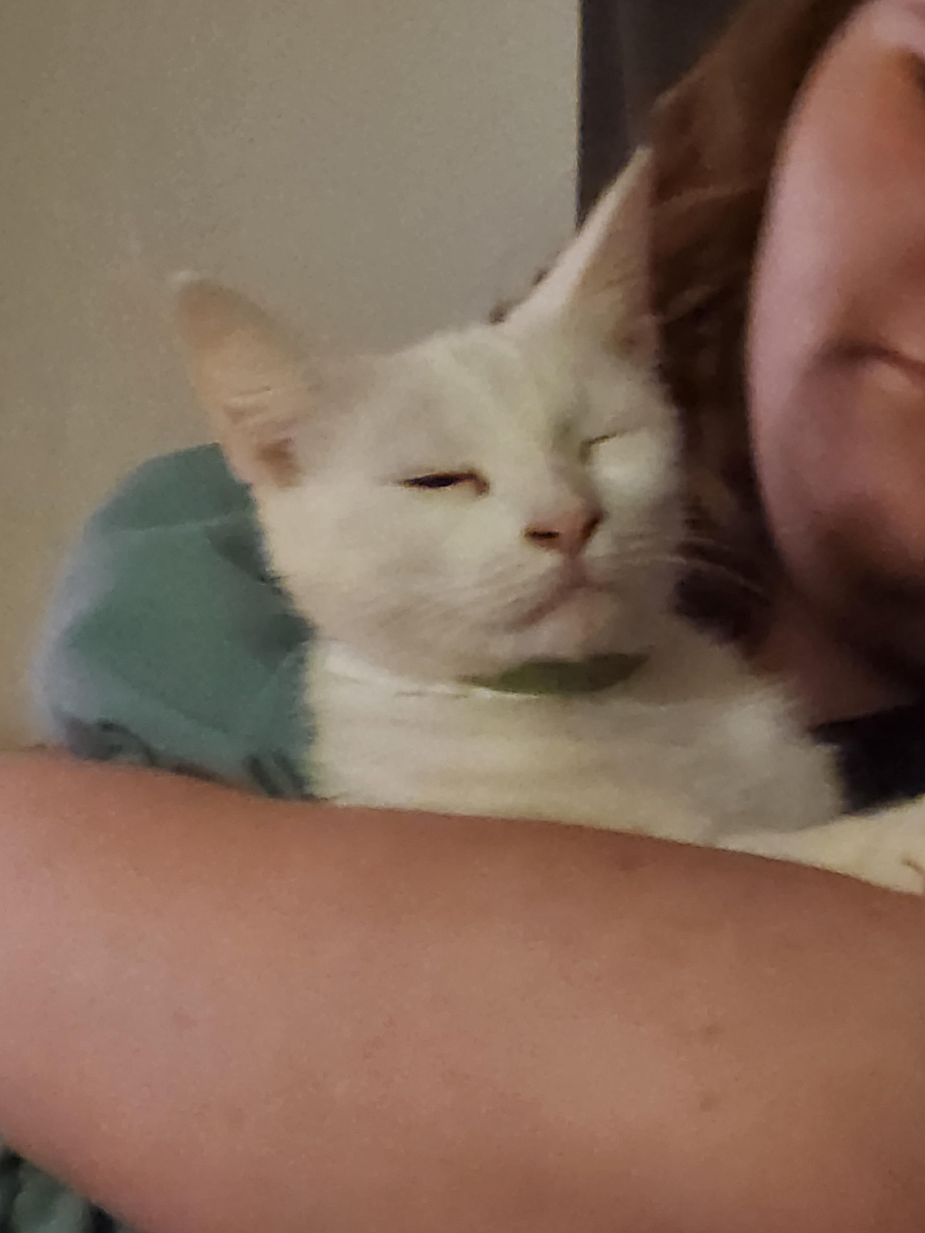 Enlarge Astra, a ADOPTABLE Domestic Short Hair in Mount Pleasant, TX image 2/6