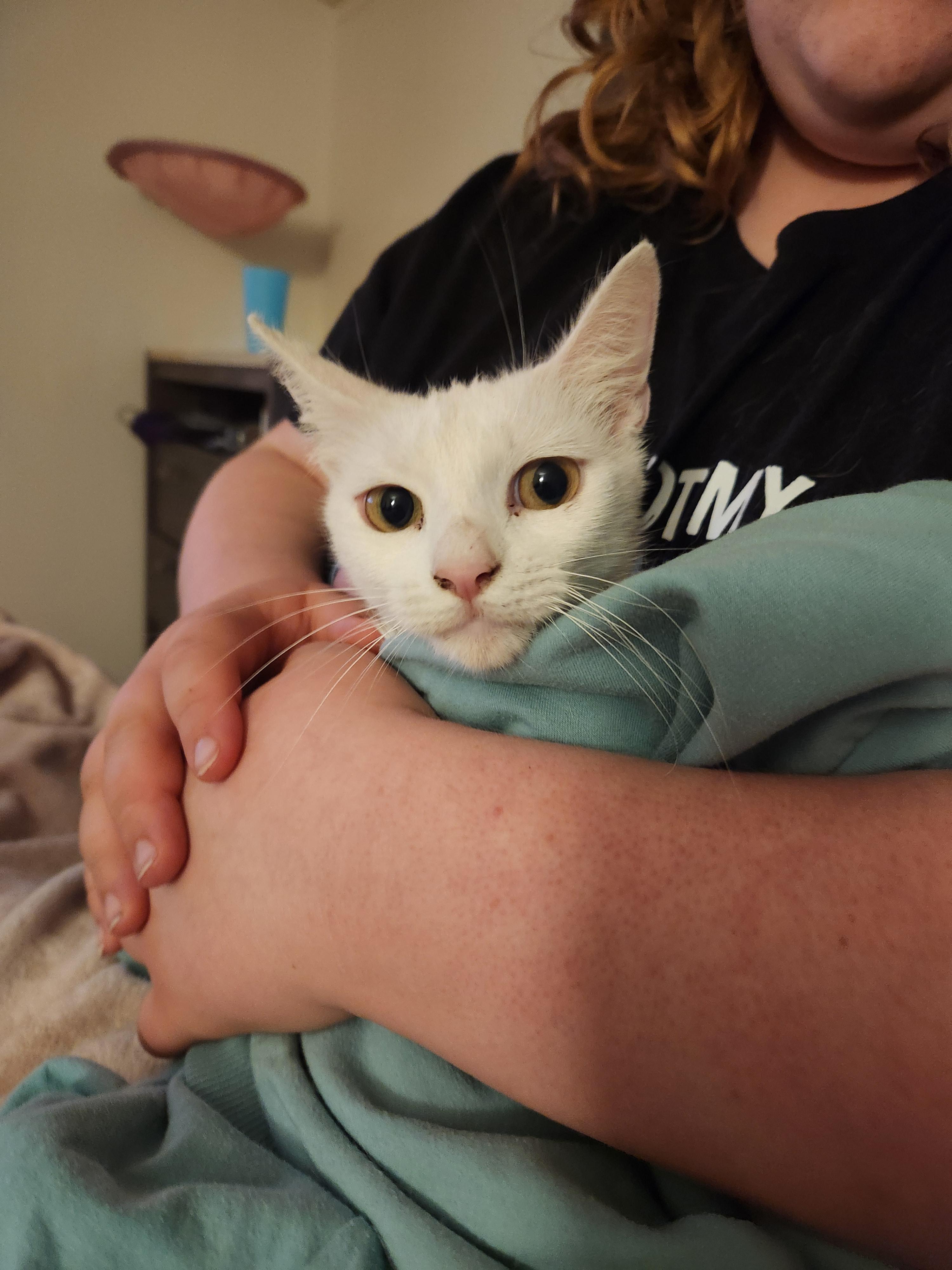 Enlarge Astra, a ADOPTABLE Domestic Short Hair in Mount Pleasant, TX image 1/6