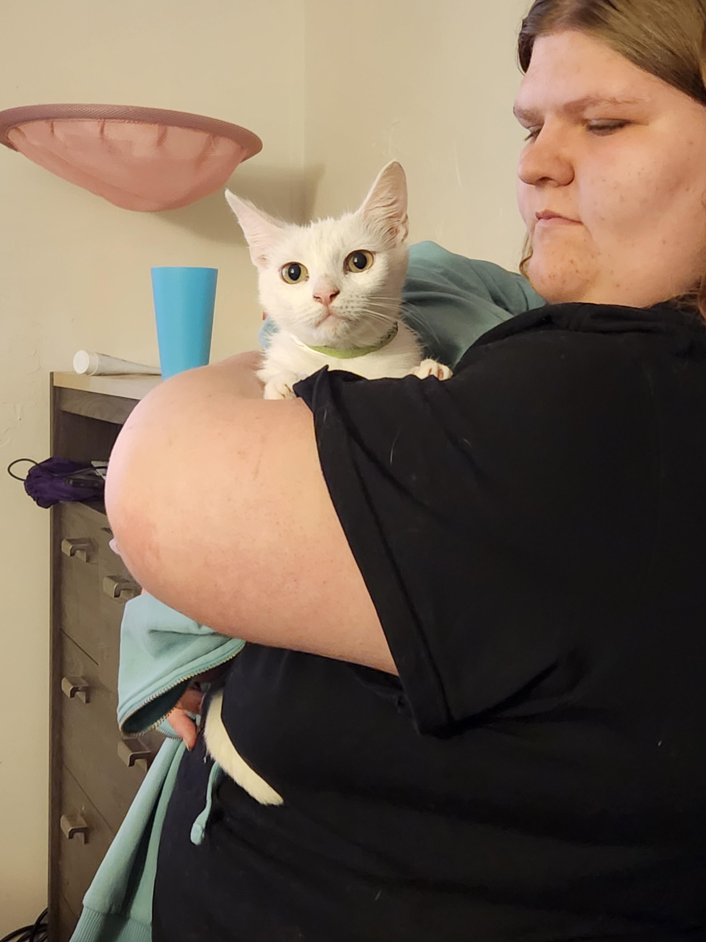 Enlarge Astra, a ADOPTABLE Domestic Short Hair in Mount Pleasant, TX image 4/6