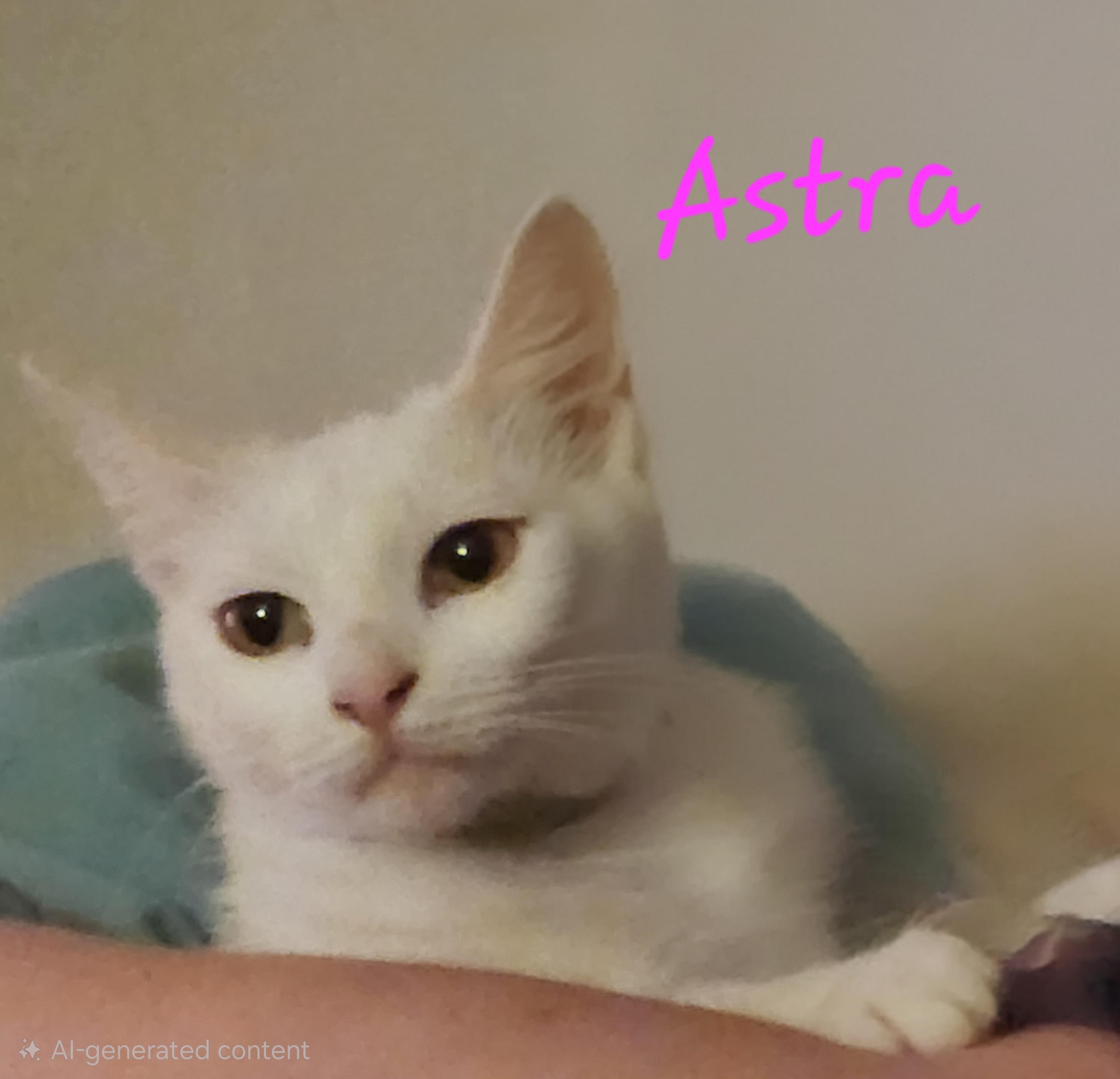 Enlarge Astra, a ADOPTABLE Domestic Short Hair in Mount Pleasant, TX image 5/6