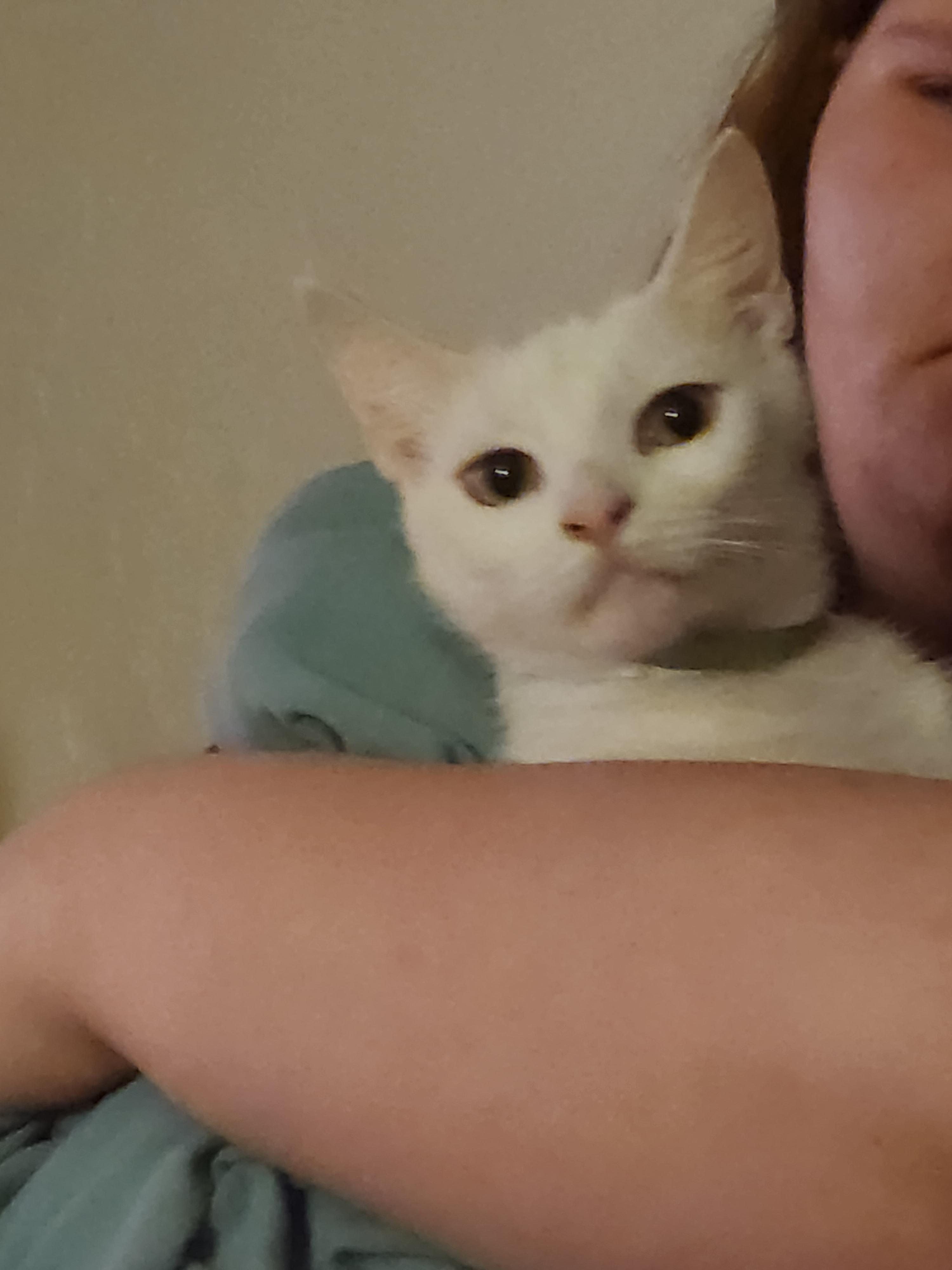 Enlarge Astra, a ADOPTABLE Domestic Short Hair in Mount Pleasant, TX image 6/6