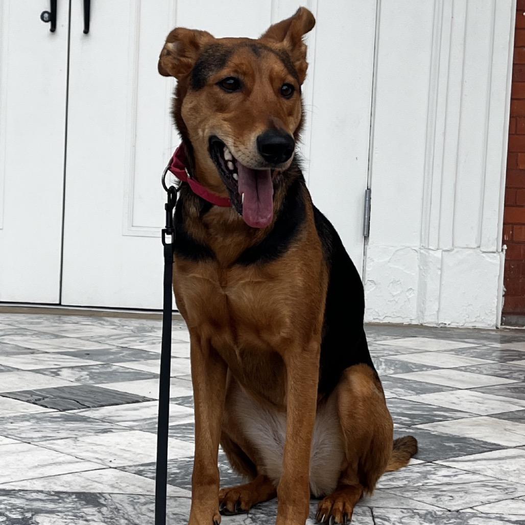 Arrow, Adoptable, Adult Female German Shepherd Dog.