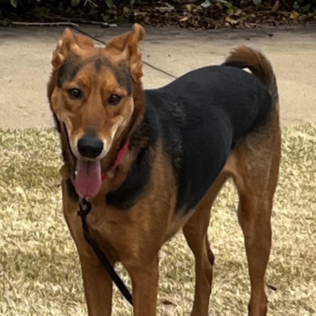 Enlarge Arrow, a Adoptable German Shepherd Dog in Gulfport, MS image 2/3