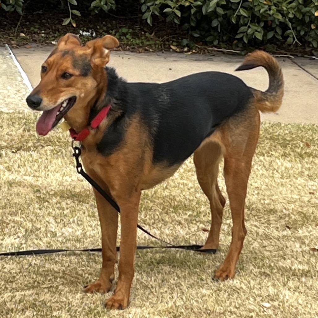 Enlarge Arrow, a Adoptable German Shepherd Dog in Gulfport, MS image 3/3