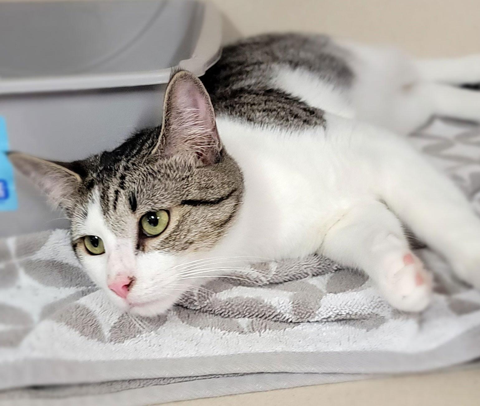 Mr. Chi, a Adoptable Domestic Short Hair in Hollywood, MD image 2/3