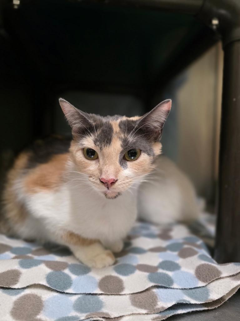 Shiro, Adoptable, Young Female Calico.