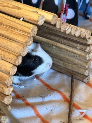 Moonstone, ADOPTABLE, Young Female Guinea Pig.