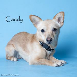 Candy, Adoptable, Adult Female Chihuahua & Dachshund.