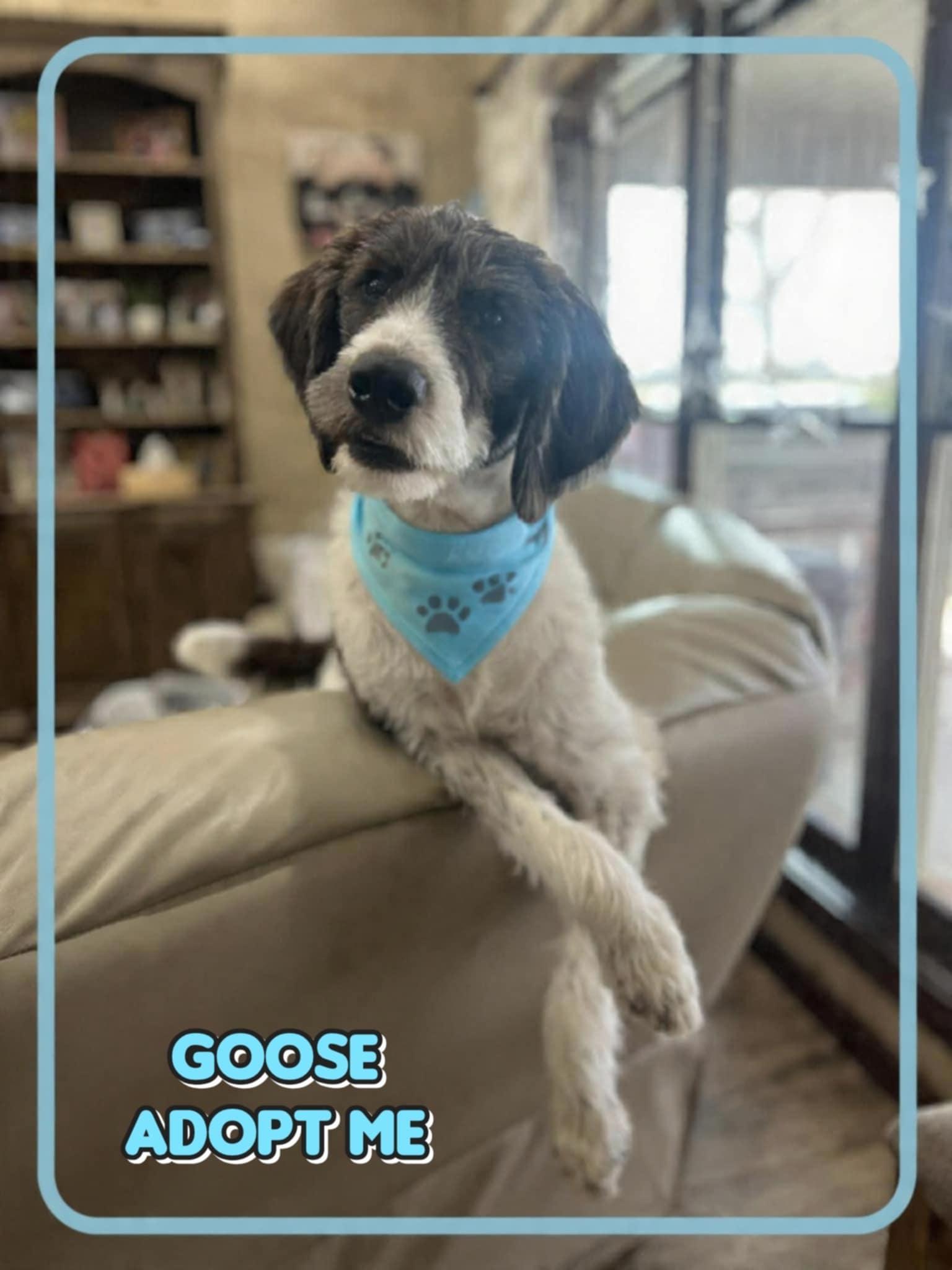 Goose, adopted, Young Male Labradoodle.
