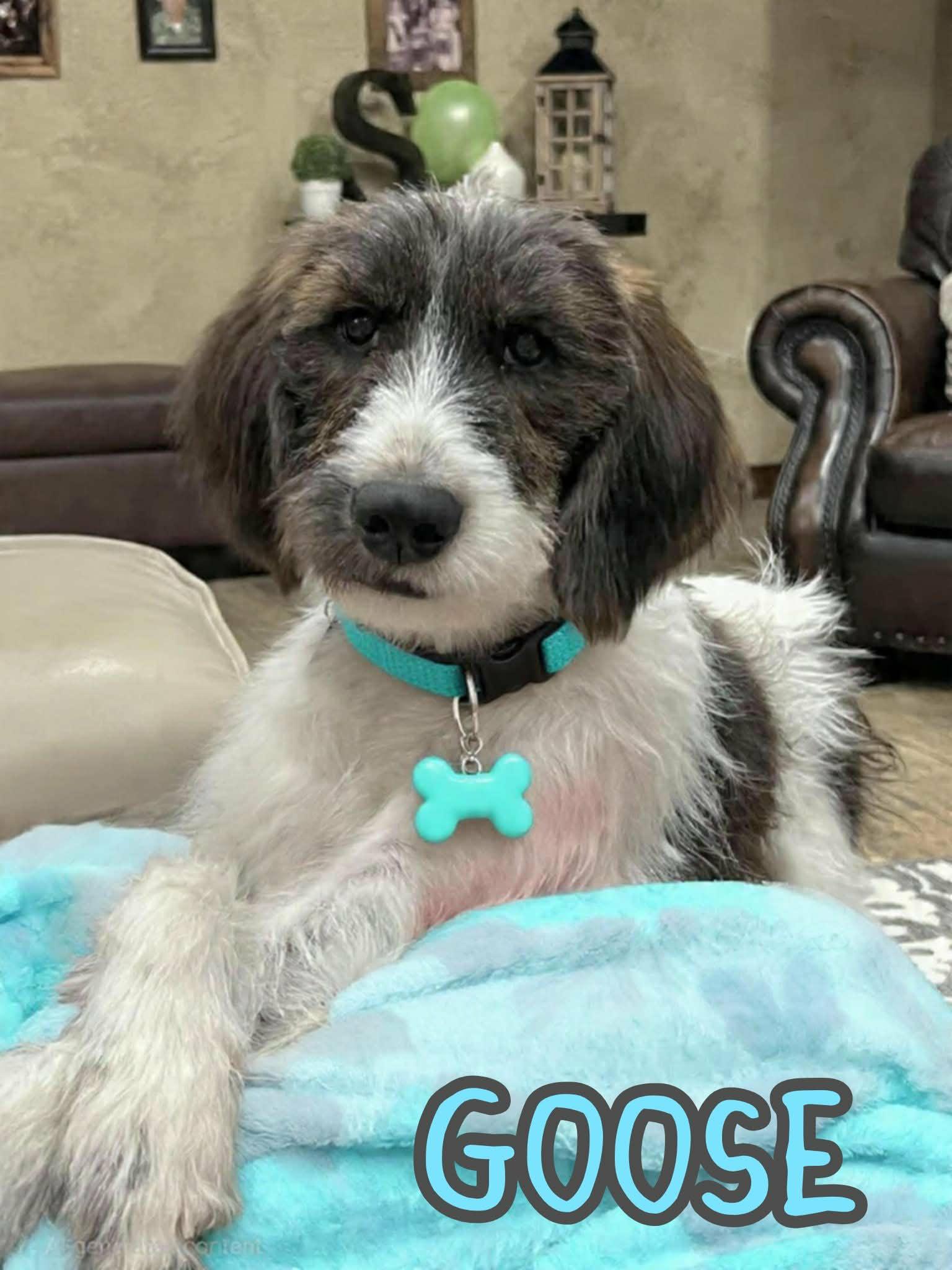 Goose, an adopted Labradoodle in Grove, OK image 5/5