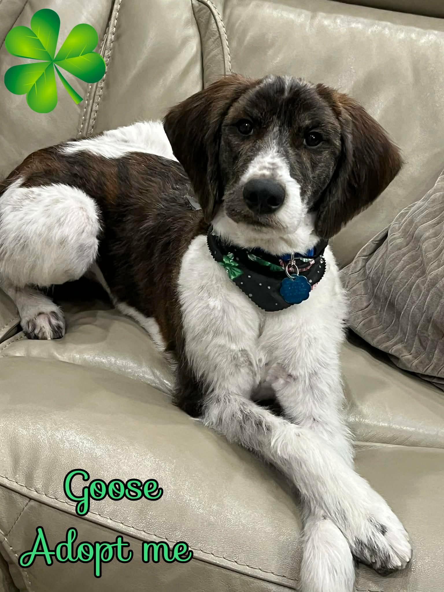 Goose, an adopted Labradoodle in Grove, OK image 4/5