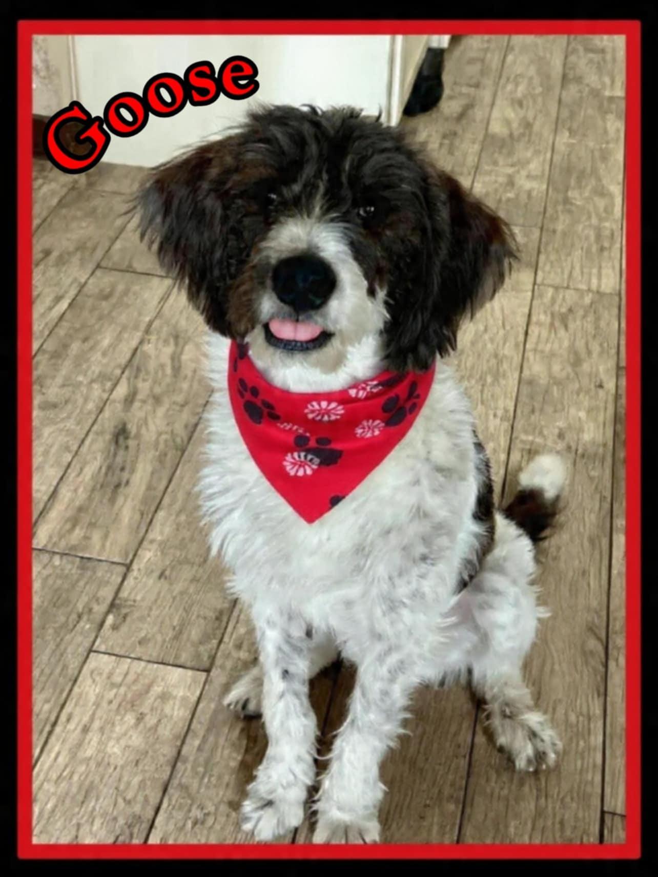 Goose, an adopted Labradoodle in Grove, OK image 2/5