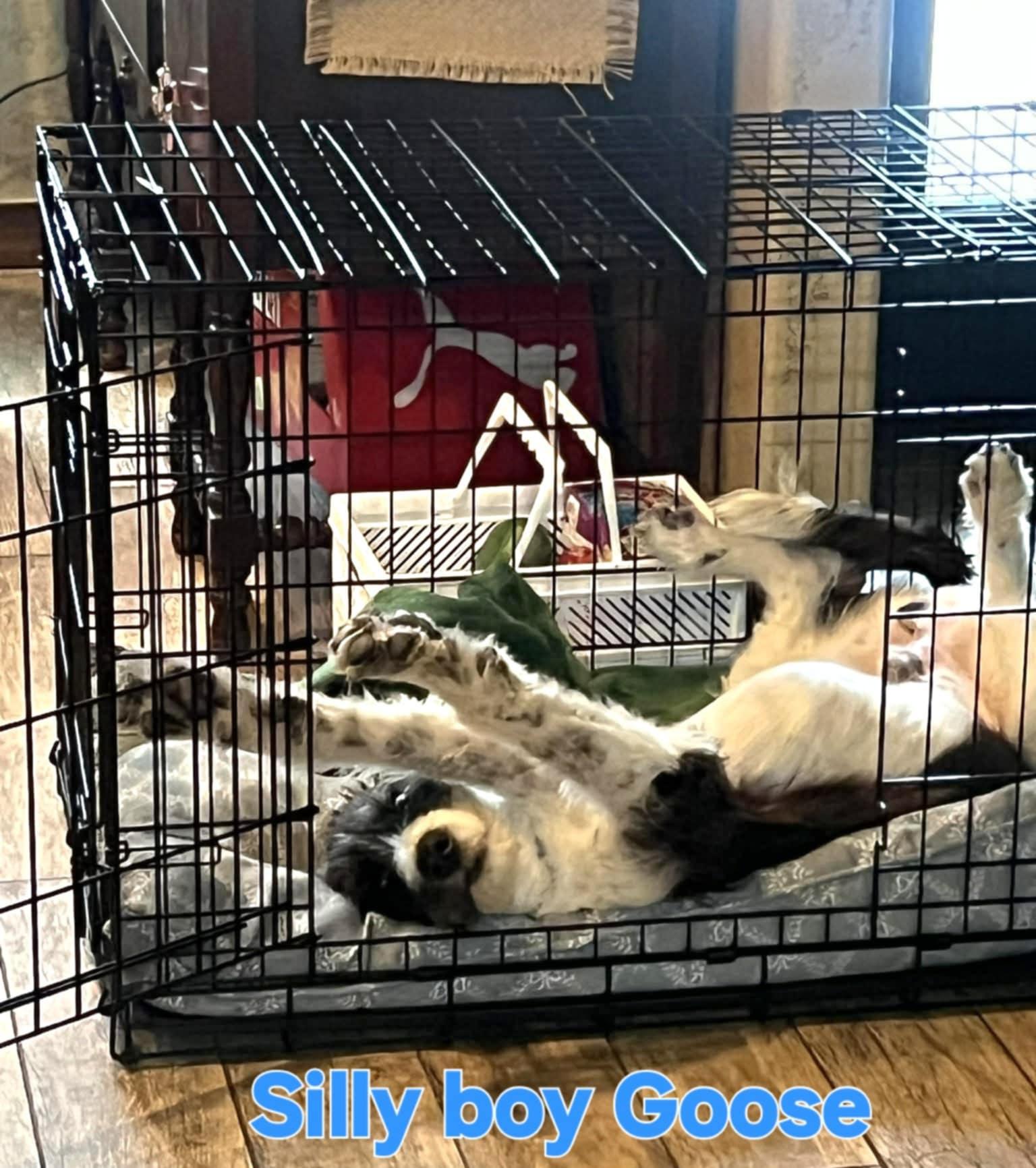 Goose, an adopted Labradoodle in Grove, OK image 3/5